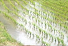 प्रदेश में 48.69 लाख हेक्टेयर क्षेत्र में बोनी के लक्ष्य के विरूद्ध 97 प्रतिशत बोनी पूर्ण