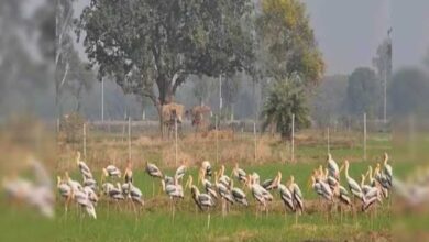 योगी सरकार का बड़ा फैसला, मैनपुरी में विकसित होगा मयंक ऋषि पक्षी विहार