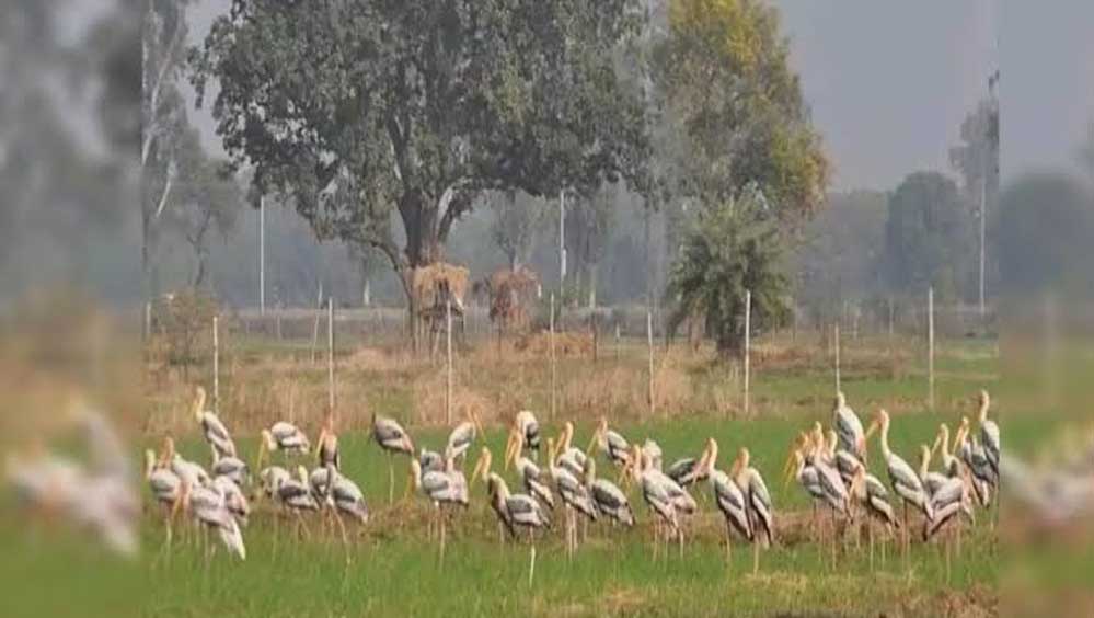 योगी सरकार का बड़ा फैसला, मैनपुरी में विकसित होगा मयंक ऋषि पक्षी विहार