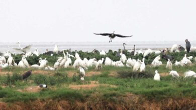 विदिशा का कागपुर तालाब बना पक्षी कंजर्वेशन रिजर्व, बगुला-रामचिरैया समेत कई पक्षियों को मिलेगा संरक्षण