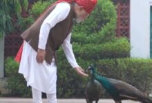 PM मोदी ने शेयर किया खास वीडियो, गायों को चारा और मोरों को खिलाया दाना