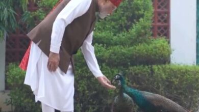 PM मोदी ने शेयर किया खास वीडियो, गायों को चारा और मोरों को खिलाया दाना