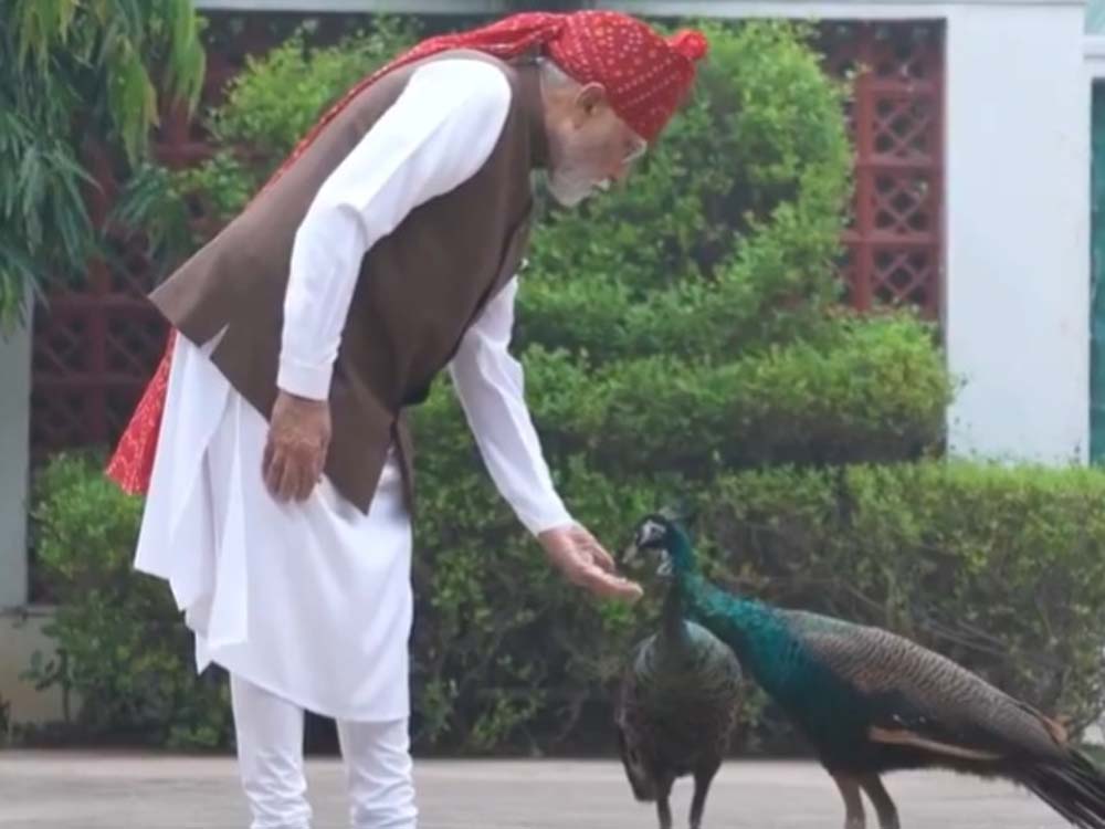 PM मोदी ने शेयर किया खास वीडियो, गायों को चारा और मोरों को खिलाया दाना
