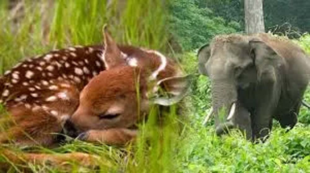 यूपी में वन्यजीव संरक्षण को मिलेगा 100 करोड़ का बजट, मजबूत होगी सुरक्षा व्यवस्था यूपी में वन्यजीव संरक्षण को मिलेगा 100 करोड़ का बजट, मजबूत होगी सुरक्षा व्यवस्था