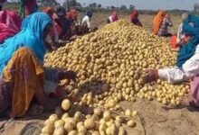 आलू किसानों के लिए योगी सरकार का बड़ा फैसला, 1000 करोड़ के भाव स्थिरता कोष समेत 3 योजनाएं लागू