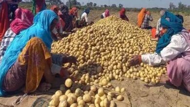 आलू किसानों के लिए योगी सरकार का बड़ा फैसला, 1000 करोड़ के भाव स्थिरता कोष समेत 3 योजनाएं लागू आलू किसानों के लिए योगी सरकार का बड़ा फैसला, 1000 करोड़ के भाव स्थिरता कोष समेत 3 योजनाएं लागू