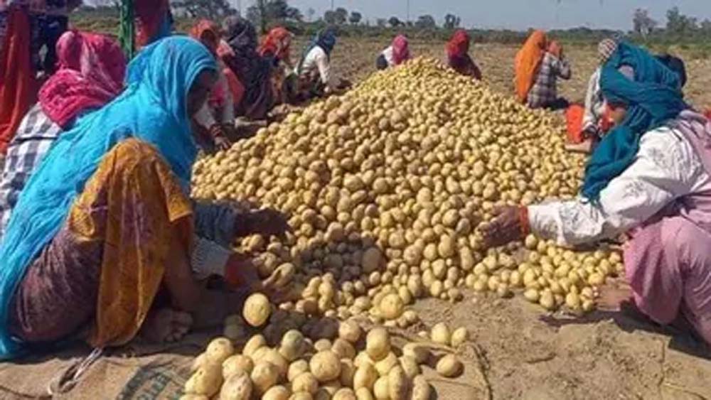 आलू किसानों के लिए योगी सरकार का बड़ा फैसला, 1000 करोड़ के भाव स्थिरता कोष समेत 3 योजनाएं लागू