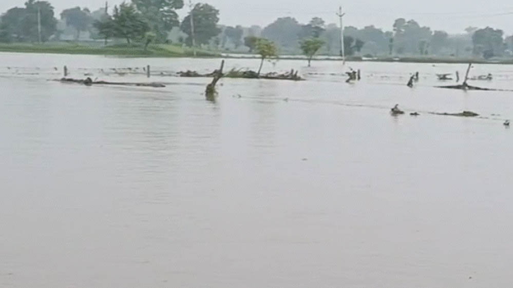 MP Weather Alert: मध्य प्रदेश के 52 जिलों में बारिश की चेतावनी, पन्ना-सतना-रीवा में भारी बारिश और उफान पर नदियां MP Weather Alert: मध्य प्रदेश के 52 जिलों में बारिश की चेतावनी, पन्ना-सतना-रीवा में भारी बारिश और उफान पर नदियां