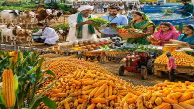 MP Krishi Mandi Categorization: 6 करोड़ कमाई और 2.5 लाख टन आवक पर मिलेगी ‘क’ श्रेणी, जानें मध्य प्रदेश सरकार का नया फॉर्मूला