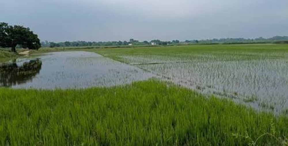 इंद्रावती नदी की बाढ़ का कहर, बस्तर में सैकड़ों एकड़ धान की फसल जलमग्न