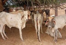 छत्तीसगढ़ में गौठान में 6 गायों की मौत पर कार्रवाई, सहायक पशु चिकित्सा अधिकारी हटे