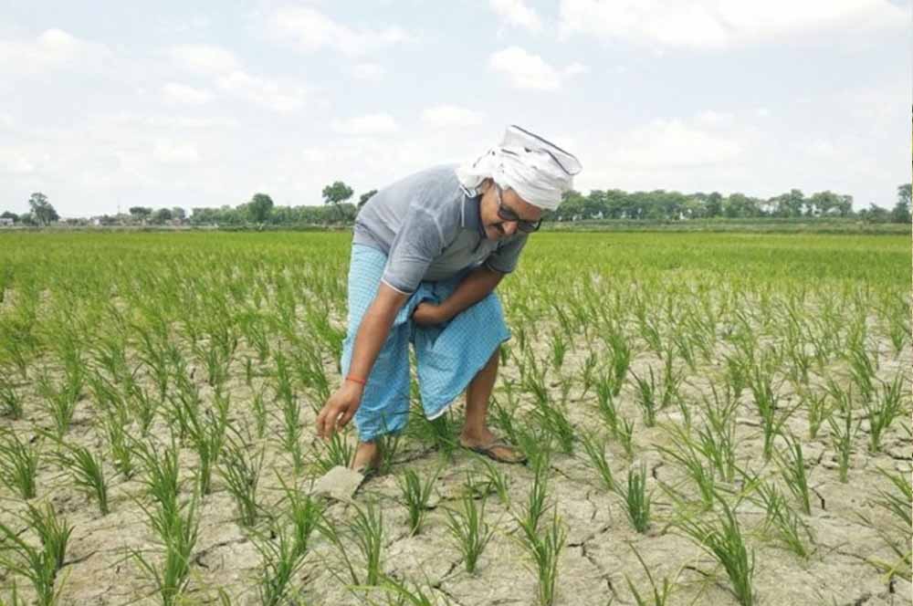 CG में बारिश थमते ही बढ़ी किसानों की चिंता, धान के खेतों में पड़ने लगीं दरारें CG में बारिश थमते ही बढ़ी किसानों की चिंता, धान के खेतों में पड़ने लगीं दरारें