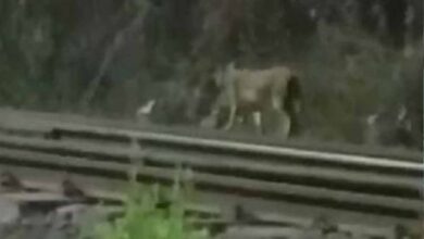 CG की रेल सुरंग में ट्रैक पर टहलता दिखा तेंदुआ, कर्मचारियों में दहशत
