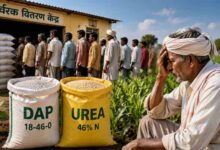 MP के किसानों को खाद के लिए नहीं होगी परेशानी, सरकार ने जारी किए WhatsApp और हेल्पलाइन नंबर