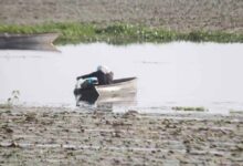 बड़ा तालाब में कीटनाशक छिड़काव पर NGT सख्त, कलेक्टर और नगर निगम को नोटिस