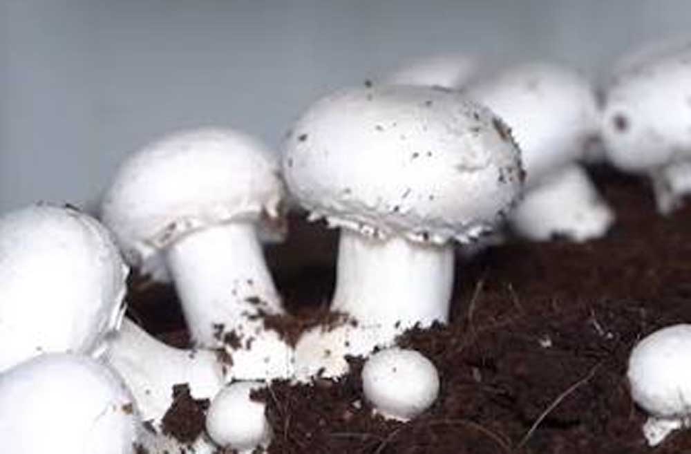 यूपी के खाते में एक और उपलब्धि, मशरूम उत्पादन में शीर्ष पर यूपी के खाते में एक और उपलब्धि, मशरूम उत्पादन में शीर्ष पर