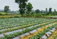 सूक्ष्म सिंचाई योजना से खेती बनी अधिक लाभकारी, ड्रिप सिंचाई अपनाकर किसान ने बढ़ाया सब्जी उत्पादन