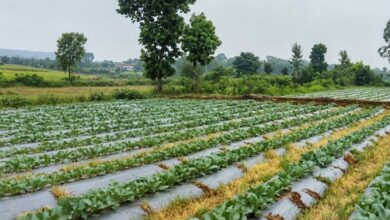 सूक्ष्म सिंचाई योजना से खेती बनी अधिक लाभकारी, ड्रिप सिंचाई अपनाकर किसान ने बढ़ाया सब्जी उत्पादन