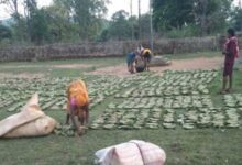 तेन्दूपत्ता संग्रहण की नई पहल से अबुझमाड़ के 22 गांवों को मिला लाभ