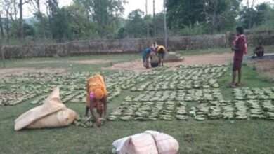 तेन्दूपत्ता संग्रहण की नई पहल से अबुझमाड़ के 22 गांवों को मिला लाभ तेन्दूपत्ता संग्रहण की नई पहल से अबुझमाड़ के 22 गांवों को मिला लाभ