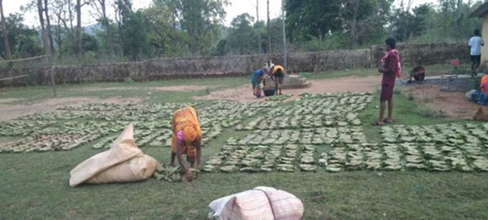 तेन्दूपत्ता संग्रहण की नई पहल से अबुझमाड़ के 22 गांवों को मिला लाभ तेन्दूपत्ता संग्रहण की नई पहल से अबुझमाड़ के 22 गांवों को मिला लाभ