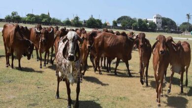 निराश्रित गौवंश संरक्षण के लिए राज्य सरकार की बड़ी पहल, गौधाम योजना का बढ़ रहा दायरा निराश्रित गौवंश संरक्षण के लिए राज्य सरकार की बड़ी पहल, गौधाम योजना का बढ़ रहा दायरा