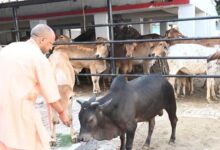 सीएम योगी की गोसंरक्षण नीति का असर : करोड़ों कमा रहे युवा, बढ़ रहा रोजगार