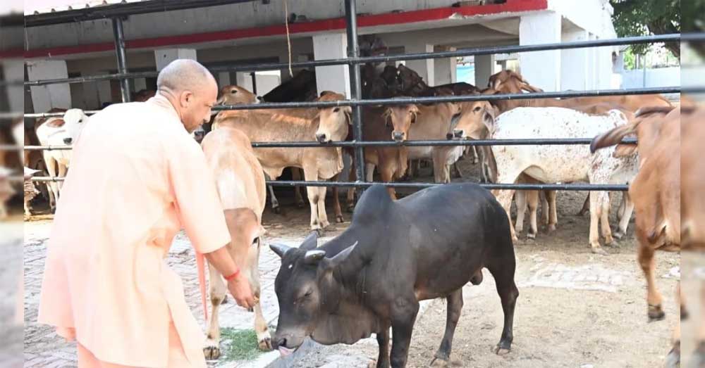 सीएम योगी की गोसंरक्षण नीति का असर : करोड़ों कमा रहे युवा, बढ़ रहा रोजगार सीएम योगी की गोसंरक्षण नीति का असर : करोड़ों कमा रहे युवा, बढ़ रहा रोजगार