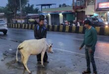 रेडियम बेल्ट से सजे आवारा मवेशी, हाईवे हादसे रोकने की अनोखी पहल