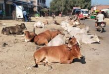 सड़कों पर पशुओं के कारण होने वाली दुर्घटनाओं को रोकने के लिए समाज की भागीदारी सुनिश्चित होगी