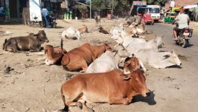 सड़कों पर पशुओं के कारण होने वाली दुर्घटनाओं को रोकने के लिए समाज की भागीदारी सुनिश्चित होगी