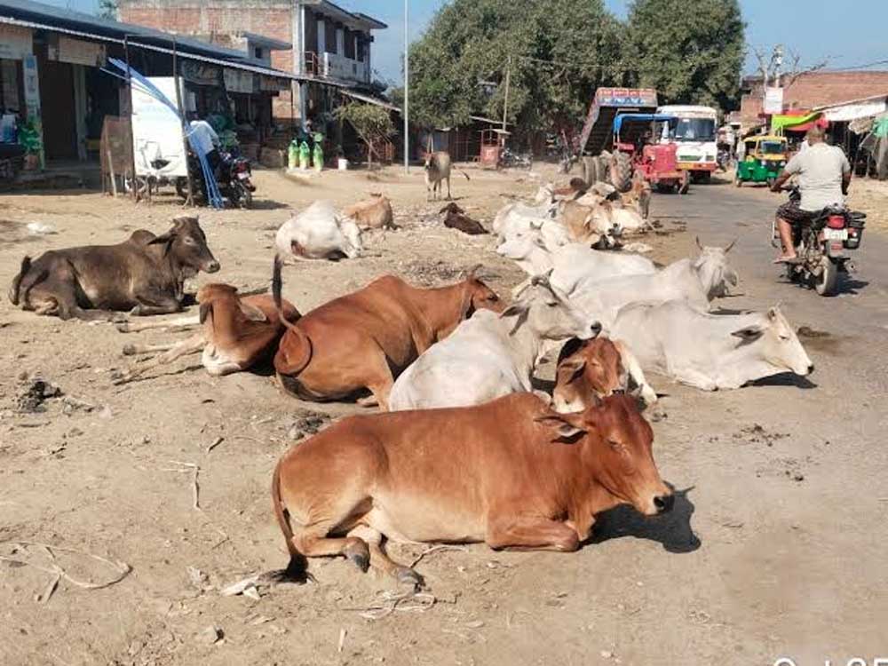 सड़कों पर पशुओं के कारण होने वाली दुर्घटनाओं को रोकने के लिए समाज की भागीदारी सुनिश्चित होगी