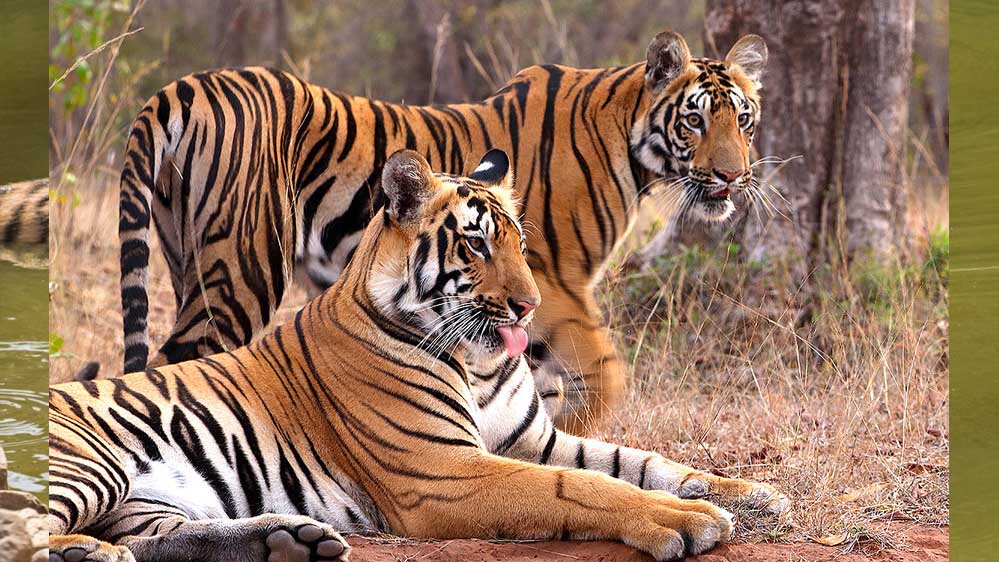 MP में ‘Cat-22’ का संकट! 8 महीने में 45 से ज्यादा बाघों की मौत, 50 इंसानों ने भी गंवाई जान MP में ‘Cat-22’ का संकट! 8 महीने में 45 से ज्यादा बाघों की मौत, 50 इंसानों ने भी गंवाई जान