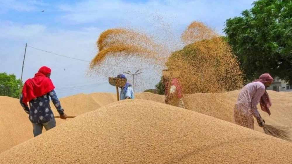 योगी सरकार में एमएसपी पर रिकॉर्ड गेहूं खरीद से किसानों को मिली आर्थिक मजबूती योगी सरकार में एमएसपी पर रिकॉर्ड गेहूं खरीद से किसानों को मिली आर्थिक मजबूती