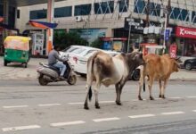 ग्वालियर की सड़कों पर आवारा गोवंश बना खतरा, चरनोई जमीनों से अतिक्रमण हटाने की मांग