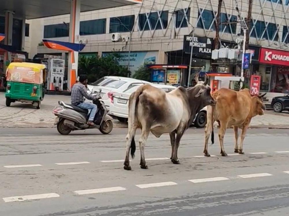 ग्वालियर की सड़कों पर आवारा गोवंश बना खतरा, चरनोई जमीनों से अतिक्रमण हटाने की मांग