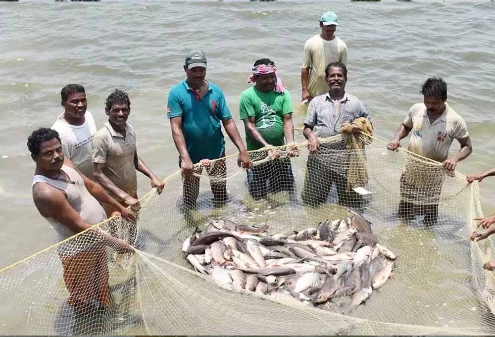 प्रधानमंत्री मत्स्य संपदा योजना ने बदली किसानों की किस्मत, मछली पालन बना अतिरिक्त आमदनी का मजबूत जरिया प्रधानमंत्री मत्स्य संपदा योजना ने बदली किसानों की किस्मत, मछली पालन बना अतिरिक्त आमदनी का मजबूत जरिया