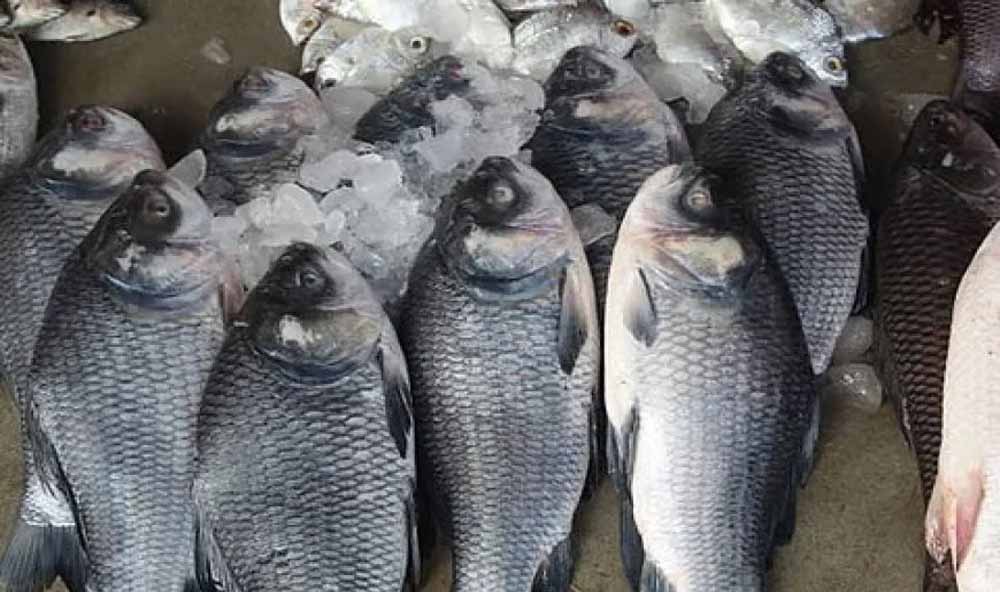वर्ल्डफिश के साथ एमओयू को मंजूरी, मछली पालन को मिलेगा बढ़ावा वर्ल्डफिश के साथ एमओयू को मंजूरी, मछली पालन को मिलेगा बढ़ावा