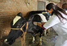 योगी सरकार ने लंपी वायरस की रोकथाम के लिए 25 जनपदों में 606 टीमें कीं तैनात