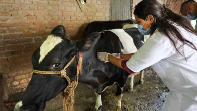 योगी सरकार ने लंपी वायरस की रोकथाम के लिए 25 जनपदों में 606 टीमें कीं तैनात