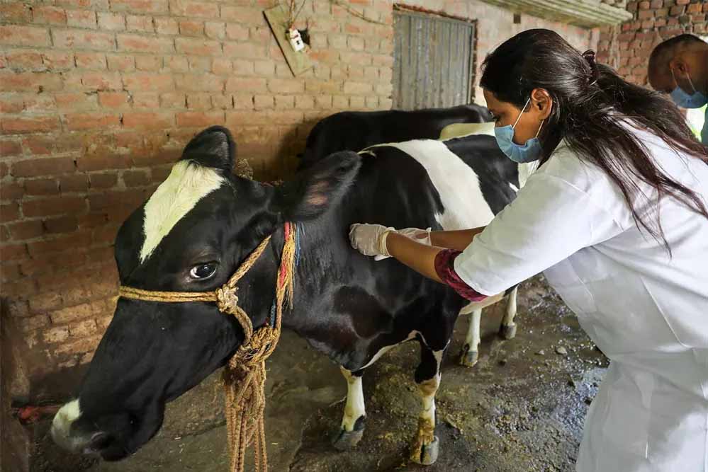 योगी सरकार ने लंपी वायरस की रोकथाम के लिए 25 जनपदों में 606 टीमें कीं तैनात