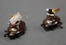 Cockroach Drone: इजरायल की रोबोटिक कीड़ों की रिसर्च, कॉकरोच ड्रोन पर हो रहा काम