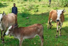 सेवा की कहानी : उन्नत नस्ल की गाय ने खोली अतिरिक्त आय की राह, आत्मनिर्भर बने सन्ना के ओम प्रकाश