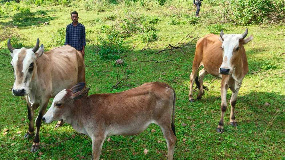 सेवा की कहानी : उन्नत नस्ल की गाय ने खोली अतिरिक्त आय की राह, आत्मनिर्भर बने सन्ना के ओम प्रकाश सेवा की कहानी : उन्नत नस्ल की गाय ने खोली अतिरिक्त आय की राह, आत्मनिर्भर बने सन्ना के ओम प्रकाश