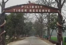 पीलीभीत टाइगर रिजर्व में घूमना हुआ महंगा, शनिवार-रविवार टिकट 150 से बढ़कर 200 रुपये