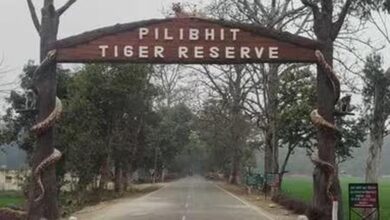 पीलीभीत टाइगर रिजर्व में घूमना हुआ महंगा, शनिवार-रविवार टिकट 150 से बढ़कर 200 रुपये