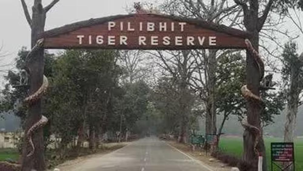 पीलीभीत टाइगर रिजर्व में घूमना हुआ महंगा, शनिवार-रविवार टिकट 150 से बढ़कर 200 रुपये पीलीभीत टाइगर रिजर्व में घूमना हुआ महंगा, शनिवार-रविवार टिकट 150 से बढ़कर 200 रुपये