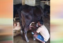 राष्ट्रीय कृत्रिम गर्भाधान कार्यक्रम से बदली योहिनापाली के नीलाम्बर की किस्मत
