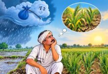 खंडवा में औसत से 100 मिमी कम बारिश, रबी फसल पर मंडराया सिंचाई संकट