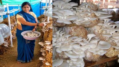 आत्मनिर्भरता की नई मिसाल- खेतों से मशरूम उत्पादन तक मिथिला दीदी ने लिखी सफलता की नई कहानी
